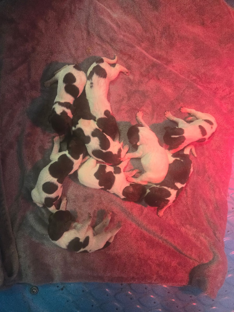 SOLO & JADE LITTER