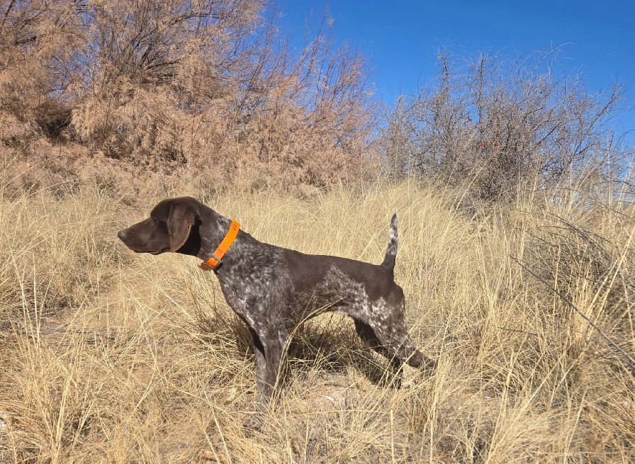 WRANGLER'S RAGING CROSSWIND