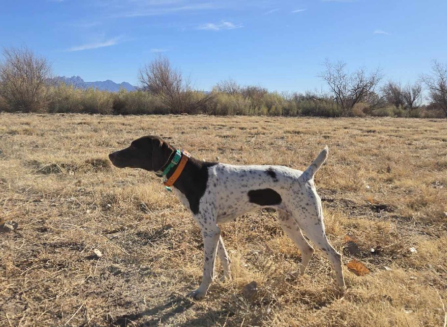 WRANGLER'S WILD ROYAL FLUSH